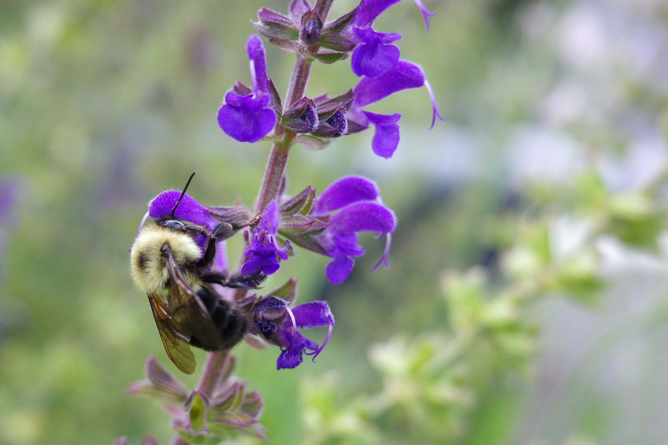 Macro Bee